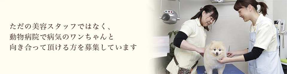 小さな命に一緒に向き合っていただける方を募集しています